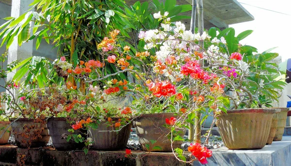 Flores Plantas Selva Tropical —  Fotos de Stock