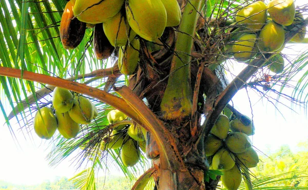 熱帯植物の植物や果物 ココナッツ — ストック写真
