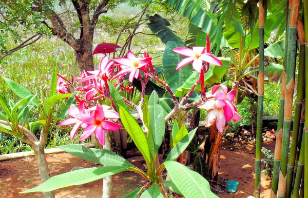 Flores Plantas Selva Tropical — Foto de Stock