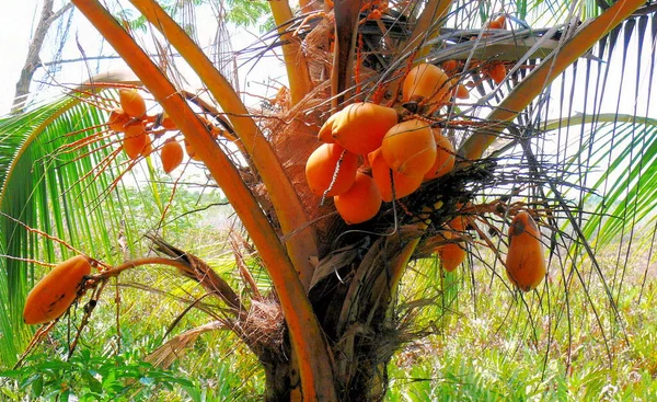 Rośliny Owoce Tropikalnej Flory Orzechów Kokosowych — Zdjęcie stockowe