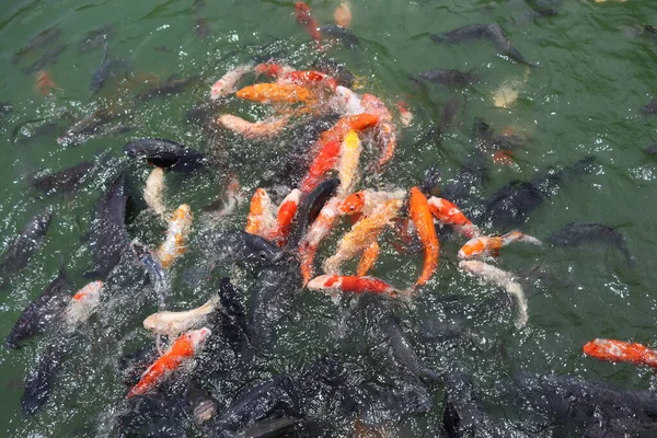 彩色鲤鱼在池塘里游泳 — 图库照片