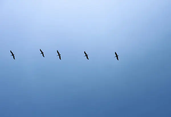 Ein Schwarm Vögel Fliegt Einen Blauen Himmel — Stockfoto