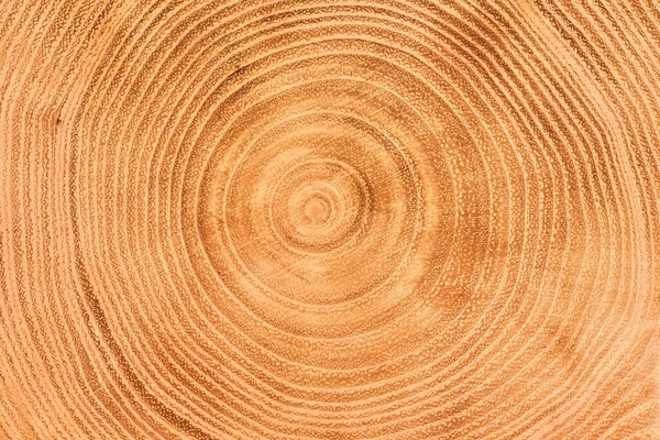 Structure Tree Wooden Texture Rings — Stock Photo, Image