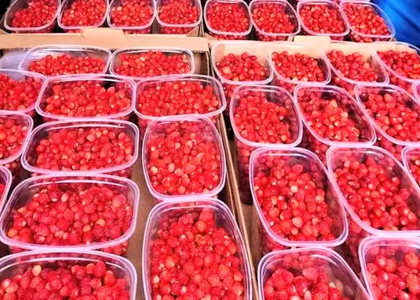 Strahlend Saftige Erdbeere Rote Trauben Korb — Stockfoto