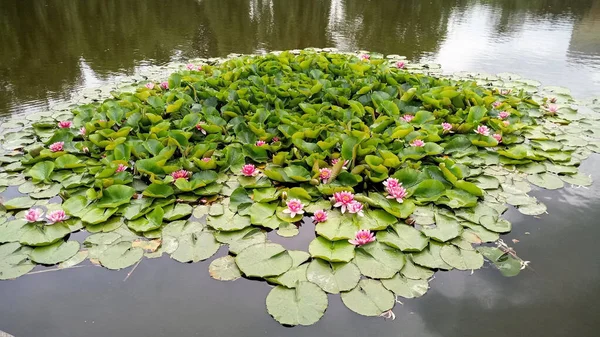 Gölette Nilüferler Pembe Nilüfer Çiçeği — Stok fotoğraf
