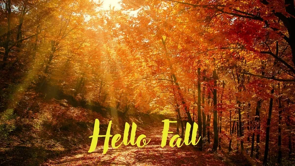 Hello Autumn Trees Losing Leaves Leaves Falling — Stock Photo, Image