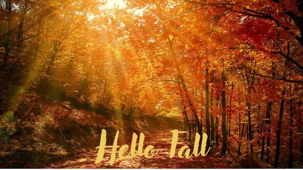 Hallo Herbst Bäume Verlieren Ihre Blätter Blätter Fallen — Stockfoto