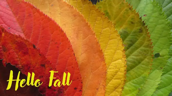 Адская Осень Деревья Теряют Листья Опадают Листья — стоковое фото