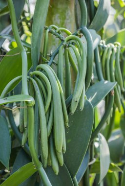 Çiftlikteki bir çalılıkta yetişen olgunlaşmamış vanilya tohumları.