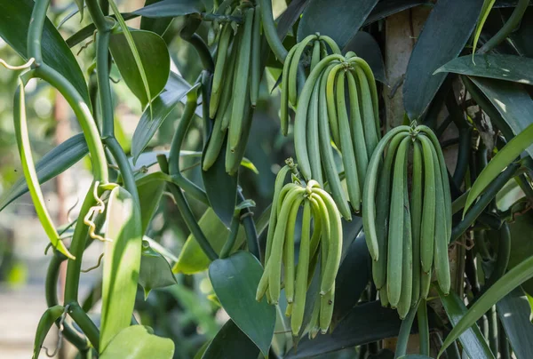 Unripe Pods Vanilla Growing Shrub Farm Stock Picture