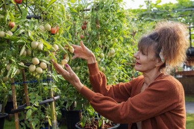 Olgun bir adam eski ahşap bir masada olgun domates topluyor.