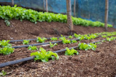 young seedlings planted in the garden