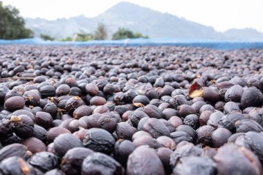 Natural dry process it is suitable for presenting a variety of coffee flavors. which are different for each source each species.