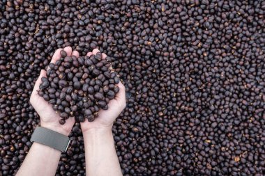 Natural dry process it is suitable for presenting a variety of coffee flavors. which are different for each source each species.