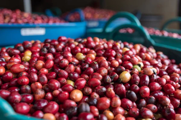The fresh red coffee beans after washing are packed into containers to be taken to the next process.