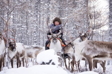 Tsagaannuur, Hovsgol,Mongolia 07 January 2023 :Reindeer herding in Mongolia is an ancient tradition practiced by the Dukha people, who rely on their domesticated reindeer for transportation, food, and clothing.