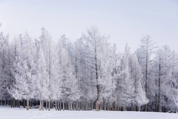 Snötäckta Skogar Vintern — Stockfoto