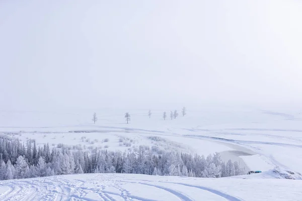 Snötyngda Träd Vinterdag — Stockfoto