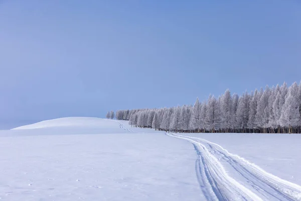Snöig Skog Med Snö — Stockfoto