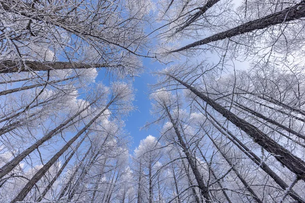Vinterskog Med Snö — Stockfoto