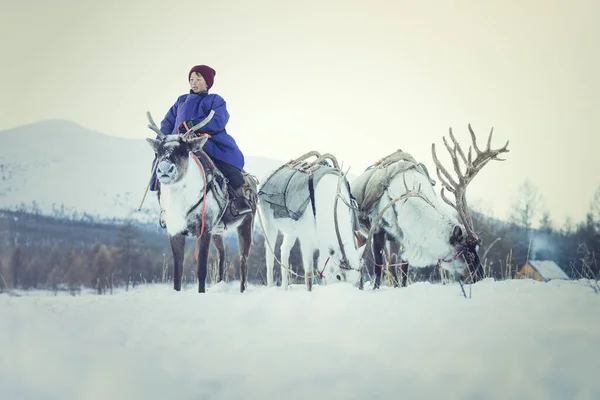 Tsagaannuur Hovsgol Mongolia January 2023 Reindeer Herding Mongolia Ancient Tradition — 图库照片
