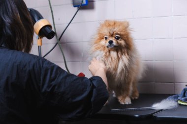 Güzellik salonunda köpekleri tımar etmek için masada sevimli bir köpek. Profesyonel bir saç kurutma makinesiyle köpek kürkü kurutan bir kadın..