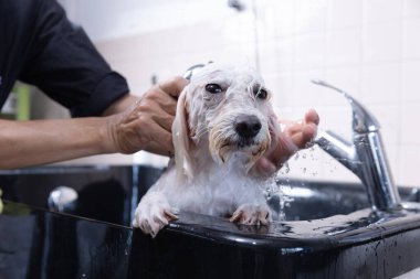 Groomer tüylü, ıslak kürke şampuan sürüyor. Köpek kuaförde banyo yapıyor. Hayvan bakımı konsepti..