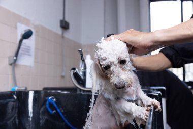 Groomer tüylü, ıslak kürke şampuan sürüyor. Köpek kuaförde banyo yapıyor. Hayvan bakımı konsepti..