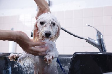 Groomer tüylü, ıslak kürke şampuan sürüyor. Köpek kuaförde banyo yapıyor. Hayvan bakımı konsepti..