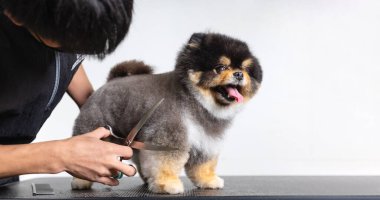 Köpek güzellik salonumuzda, özel bakım hizmetleri sunuyoruz. Bu hizmetler sevgili köpeğinizi dört ayaklı gerçek bir süperstar gibi gösteriyor..