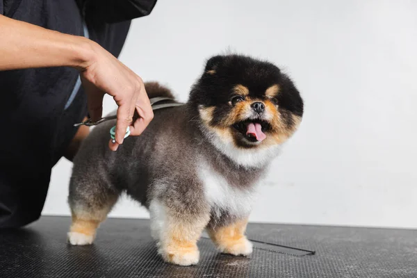 Dog gets hair cut at Pet Spa Grooming Salon.The dog is trimmed with scissors.Animal care concept.