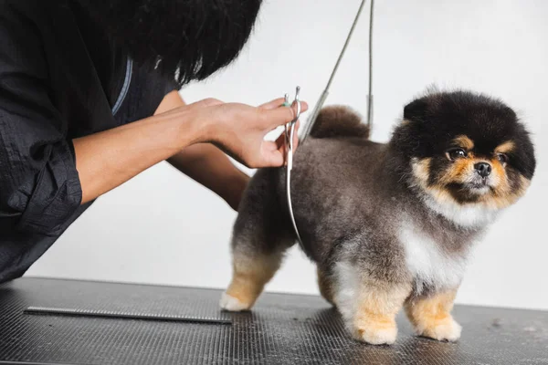 Dog Gets Hair Cut Pet Spa Grooming Salon Dog Trimmed — Stock Photo, Image