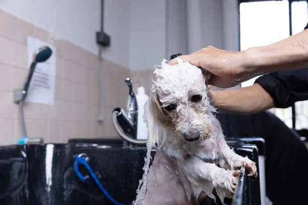 格罗默把洗发水涂在蓬松的湿毛皮上 在美容院里洗泡泡浴的狗 动物护理概念 图库照片