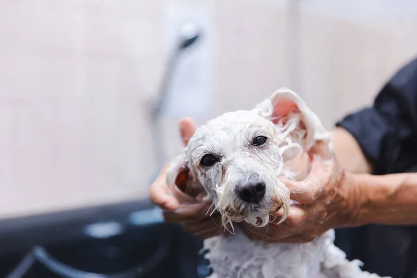 Köpek Duşu Yıkıyor Bir Adam Elinde Bir Banyoda Köpeği Yıkıyor Stok Resim