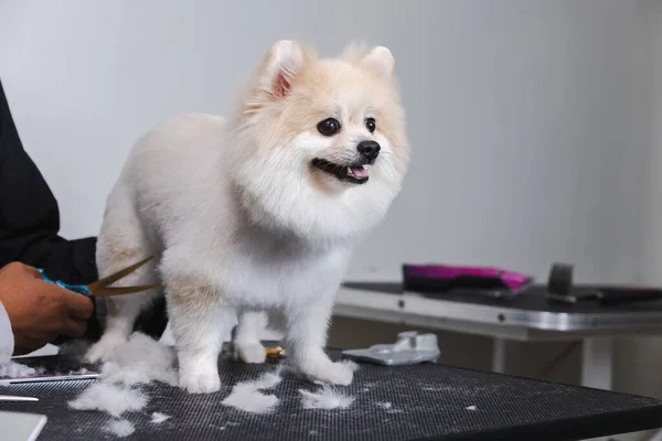 毛づくろいのためにサロンに犬のスピッチを ロイヤリティフリーのストック写真