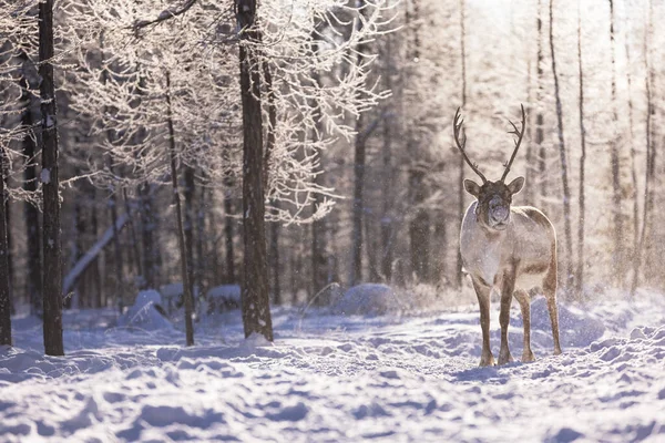 Ciervos Invierno Nieve Imagen de archivo