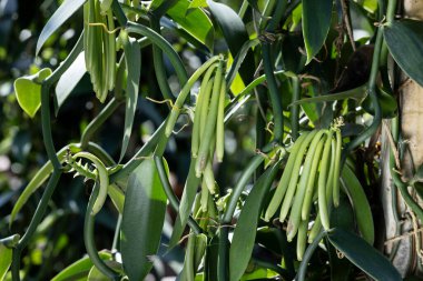 Vanilya kabuğunun olgunlaştığını ve hasat için ideal durumda olduğunu gösteriyor. Bu genellikle kapsül tam boyutunda geliştiğinde ve yeşil renk koyu kahverengiye dönüştüğünde meydana gelir. Kapsül tombul ve miniklerle dolu 