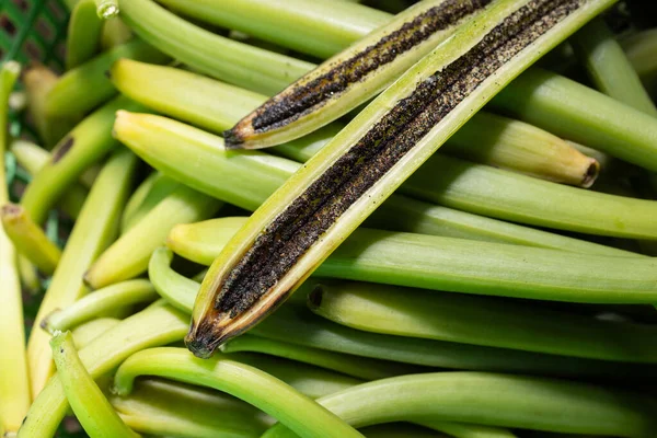 Vanilla pods are typically harvested when they are still green and not yet mature. The harvesting process involves careful handpicking to avoid damaging the delicate pods.