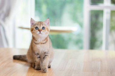 Yavru kediler genellikle oyuncu davranışlar sergilerler ve bir nesneye bakmak saldırmanın, vurmanın ya da kovalamanın öncüsü olabilir. Bu, kedi yavrusunun nesneyle etkileşime geçmeye hazır olduğuna dair bir işaret..