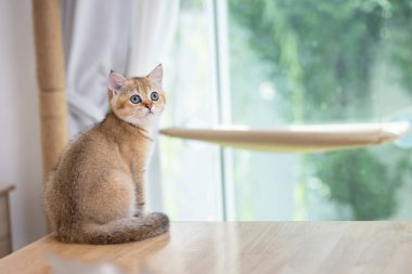 Yavru kediler genellikle oyuncu davranışlar sergilerler ve bir nesneye bakmak saldırmanın, vurmanın ya da kovalamanın öncüsü olabilir. Bu, kedi yavrusunun nesneyle etkileşime geçmeye hazır olduğuna dair bir işaret..