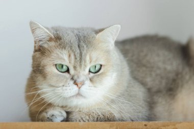 Yeşil gözlü şirin kedi yavrusu manzarası. Evcil hayvanlar ve yaşam tarzı konsepti.