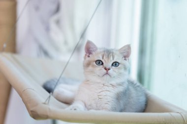 Kabarık tüylü bir yavru kedi rafta uzanır. Evin penceresinden sarkır ve yukarı bakar..