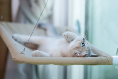 Kabarık tüylü bir yavru kedi rafta uzanır. Evin penceresinden sarkır ve yukarı bakar..