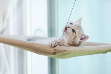 Yavru kediler genellikle oyuncu davranışlar sergilerler ve bir nesneye bakmak saldırmanın, vurmanın ya da kovalamanın öncüsü olabilir. Bu, kedi yavrusunun nesneyle etkileşime geçmeye hazır olduğuna dair bir işaret..