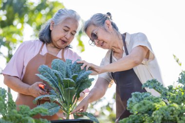 Yaşlı çift bahçede sebzelerle birlikte çalışıyor..