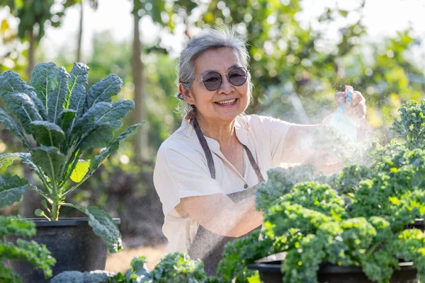 Porträt Einer Seniorin Schürze Bei Der Arbeit Gemüsegarten lizenzfreie Stockbilder
