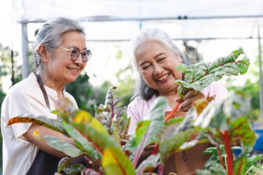 Bahçede bitkisi olan yaşlı Asyalı kadınlar.