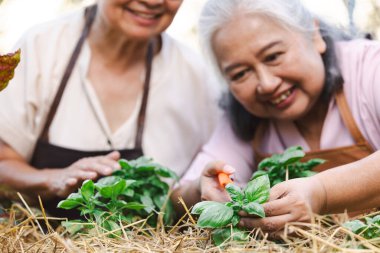 Bahçede sebzeli mutlu Asyalı kadınlar