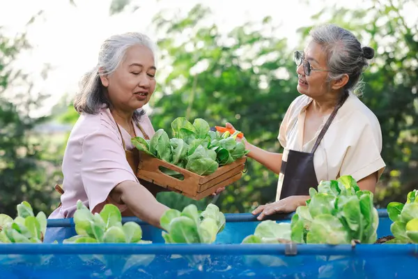 elderly woman and asian senior women in the vegetable garden.