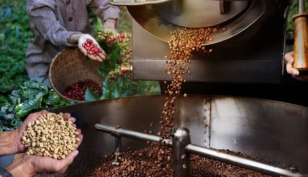 stock image The coffee cycle each crucial in determining the quality and flavor of the final cup of coffee.Sustainable coffee production industry.Global Coffee Trade.Coffee Supply Chain